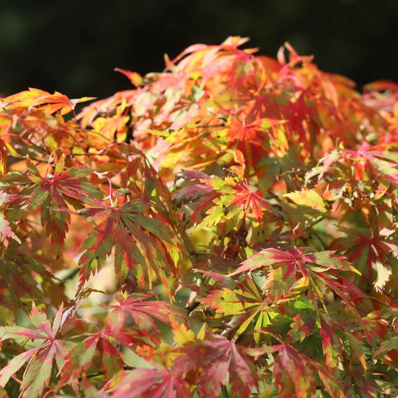 Japanese Maple Tree | Acer palmatum dissectum ‘Seiryu’
