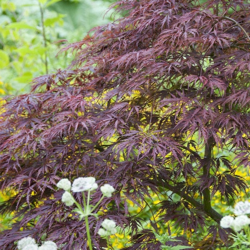 Japanese Maple Tree | Acer palmatum dissectum ‘Tamukeyama’