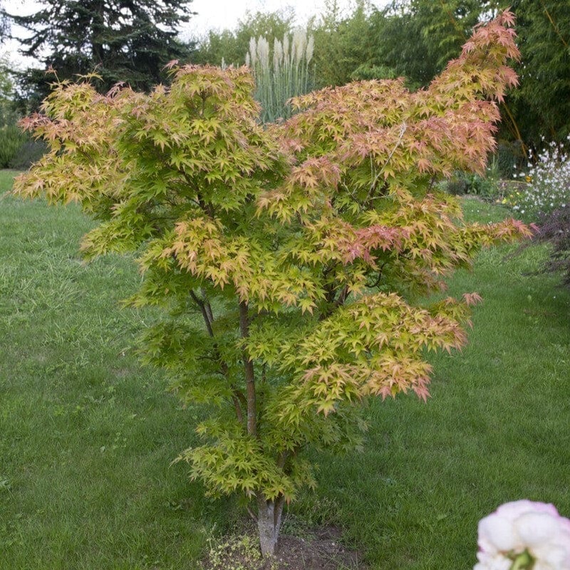 Japanese Maple Tree | Acer palmatum ‘Orange Dream’