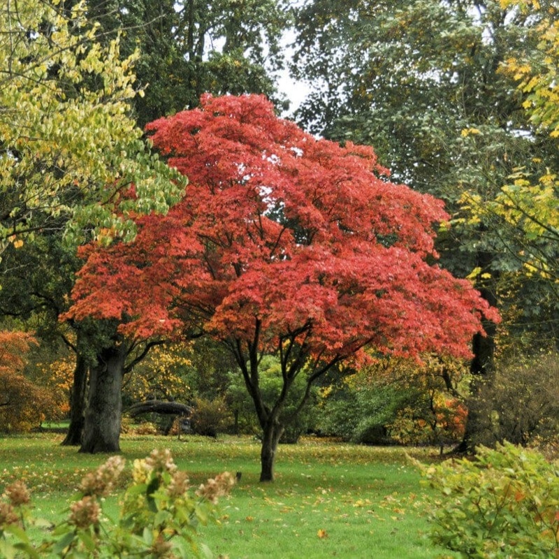 Japanese Maple Tree | Acer palmatum ‘Osakazuki’
