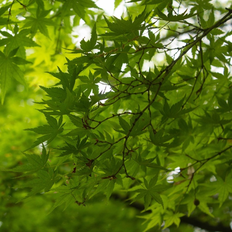 Japanese Maple Tree | Acer palmatum ‘Shidava Gold’