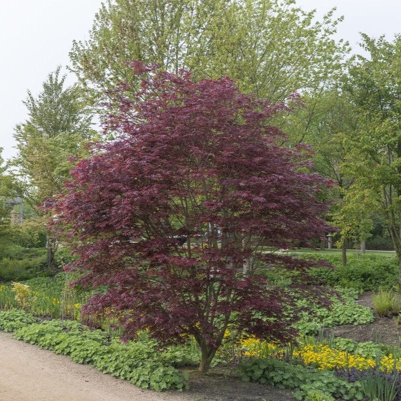 Japanese Maple Tree | Acer palmatum ‘Trompenburg’