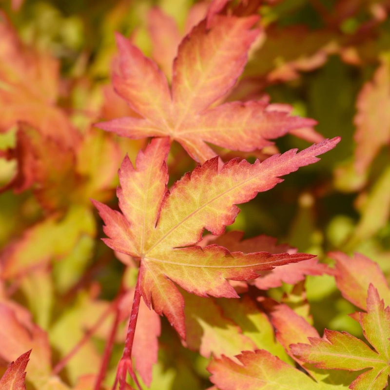 Japanese Maple Tree | Acer palmatum ‘Ueno Yama’