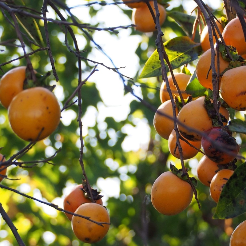 Japanese Persimmon Tree Plant in a 5L Pot