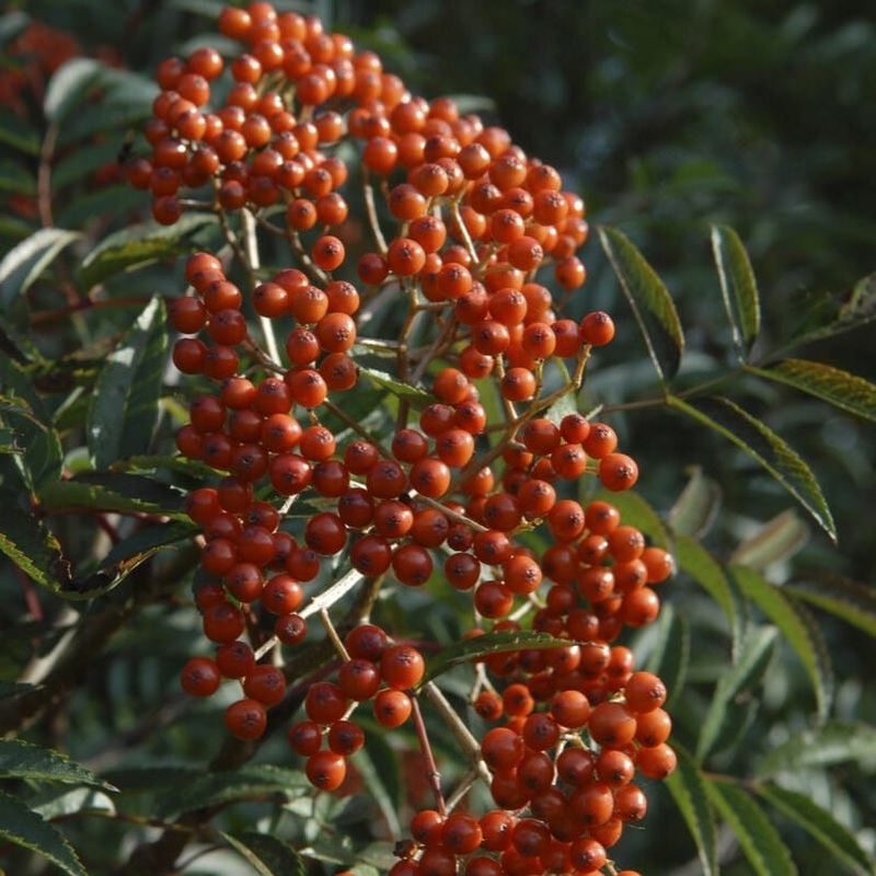 Japanese Rowan Tree | Sorbus commixta ‘Carmencita’