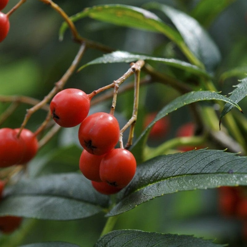 Japanese Rowan Tree | Sorbus commixta ‘Dodong’