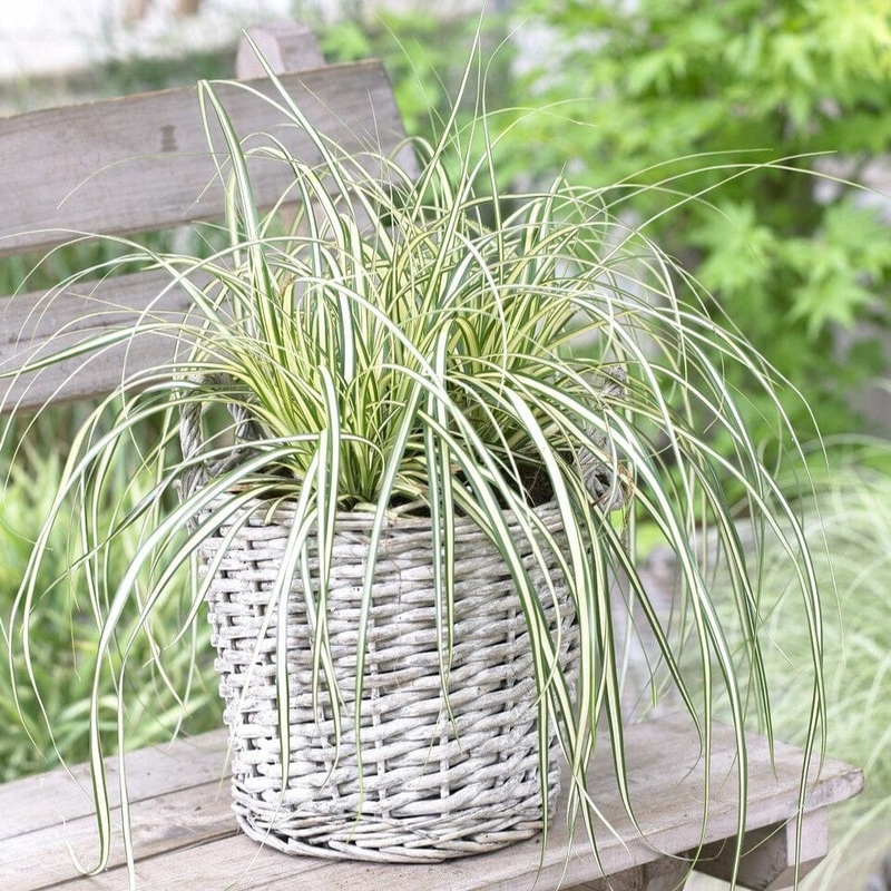Japanese Sedge | Carex oshimensis ‘Moonlight’