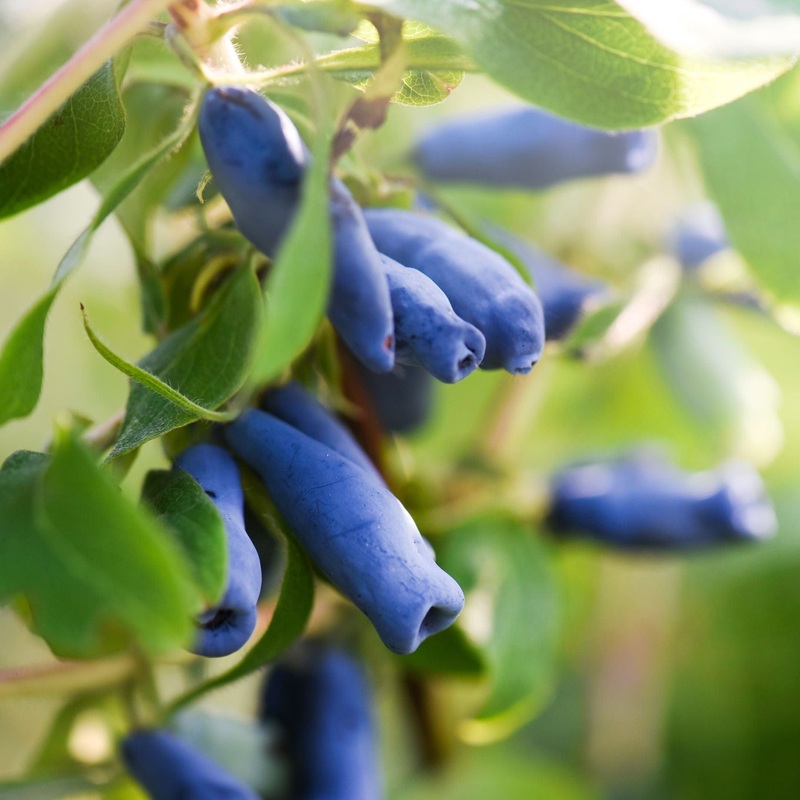 ‘Kamtschatica’ Honeyberry Bush Plant in a 3L Pot