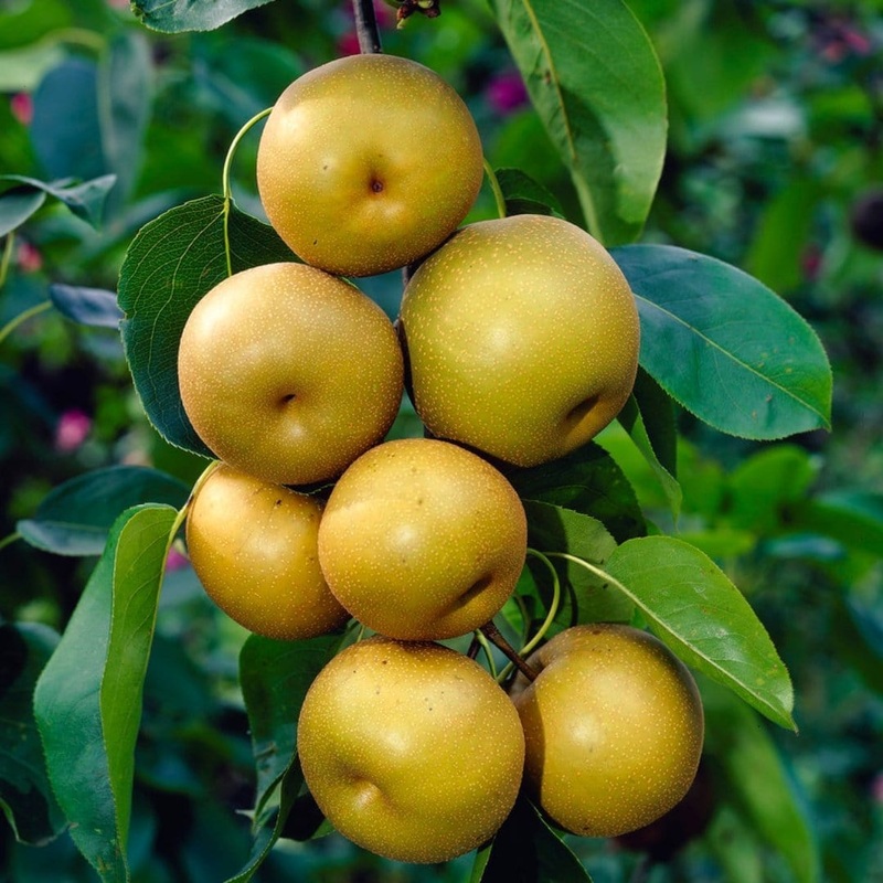 ‘Kumoi’ Asian Pear Tree | Nashi Pear 2 Year Old Tree in a 9L Pot