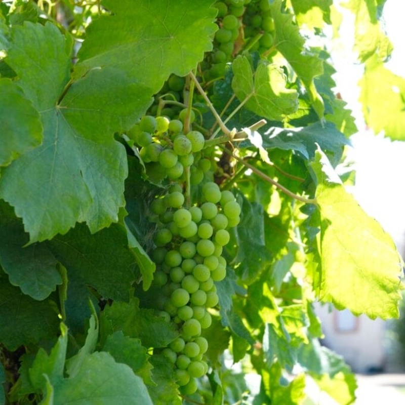 ‘Lakemont’ Seedless Outdoor Grape Vine Vine in a 3L Pot