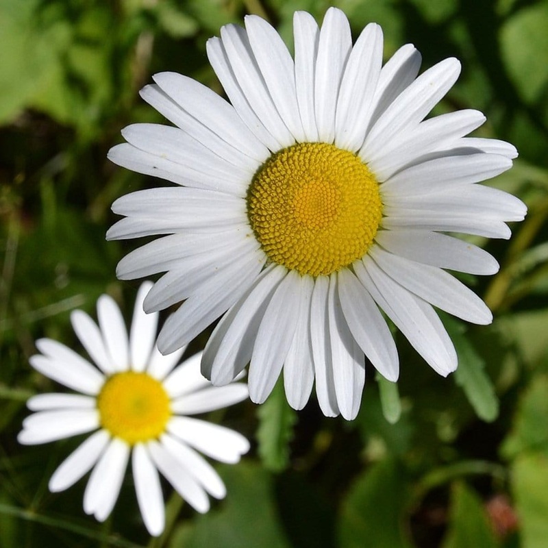 Leucanthemum ‘Western Star Taurus’ | Daisy