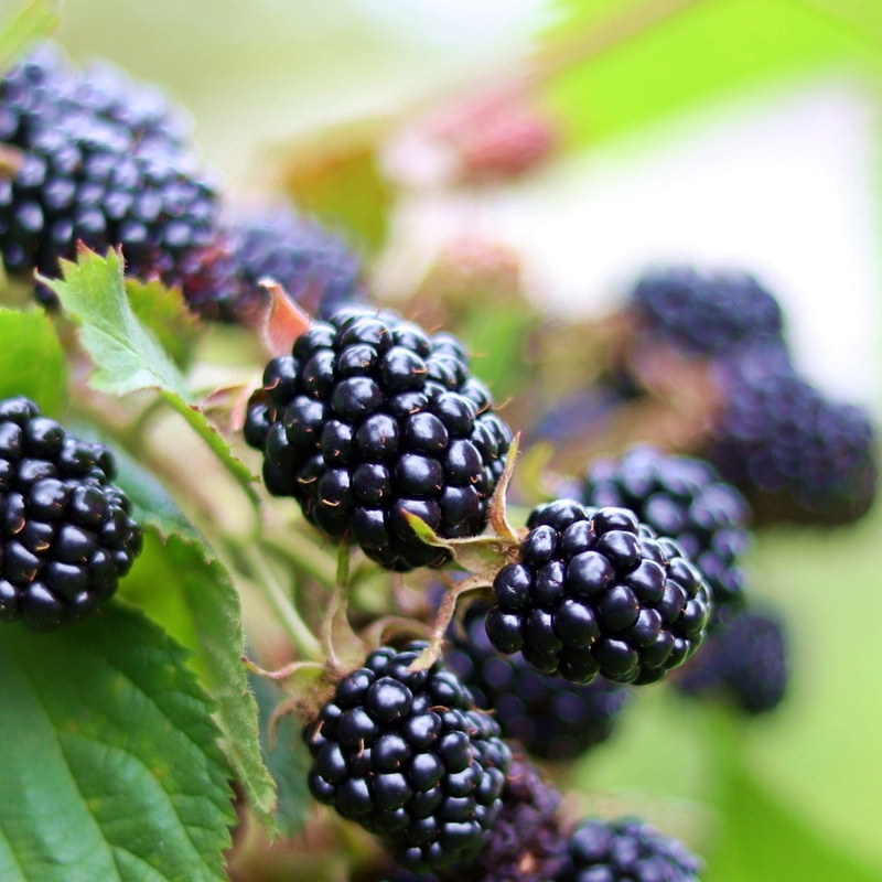 ‘Loch Maree’ Blackberry Plant