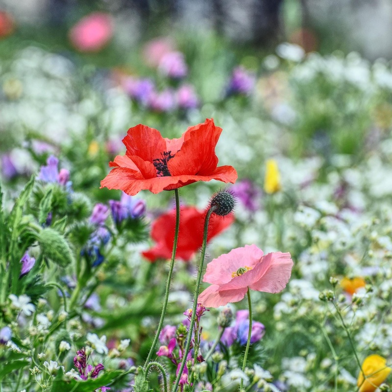 Long-Flowering Wildflower Meadow Plants | Annual & Perennial Mix