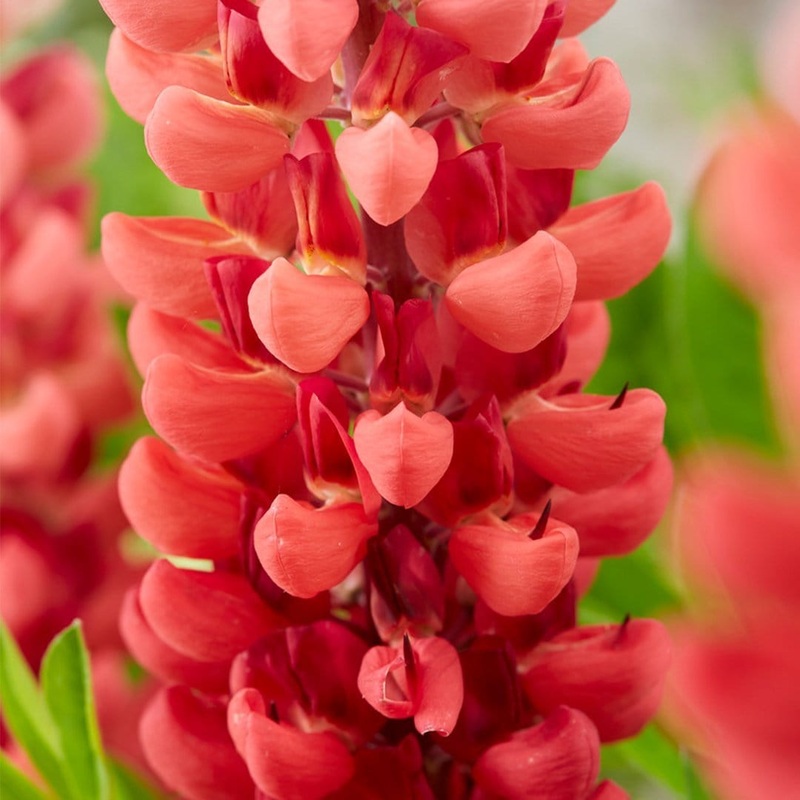 Lupin Legendary ‘Shades of Red’ Garden Ready Plant in a 1L Pot