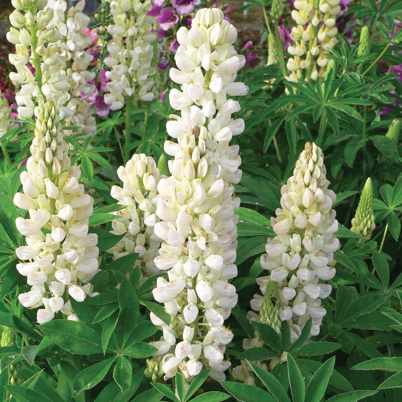 Lupin Legendary ‘Shades of White’ Garden Ready Plant in a 1L Pot