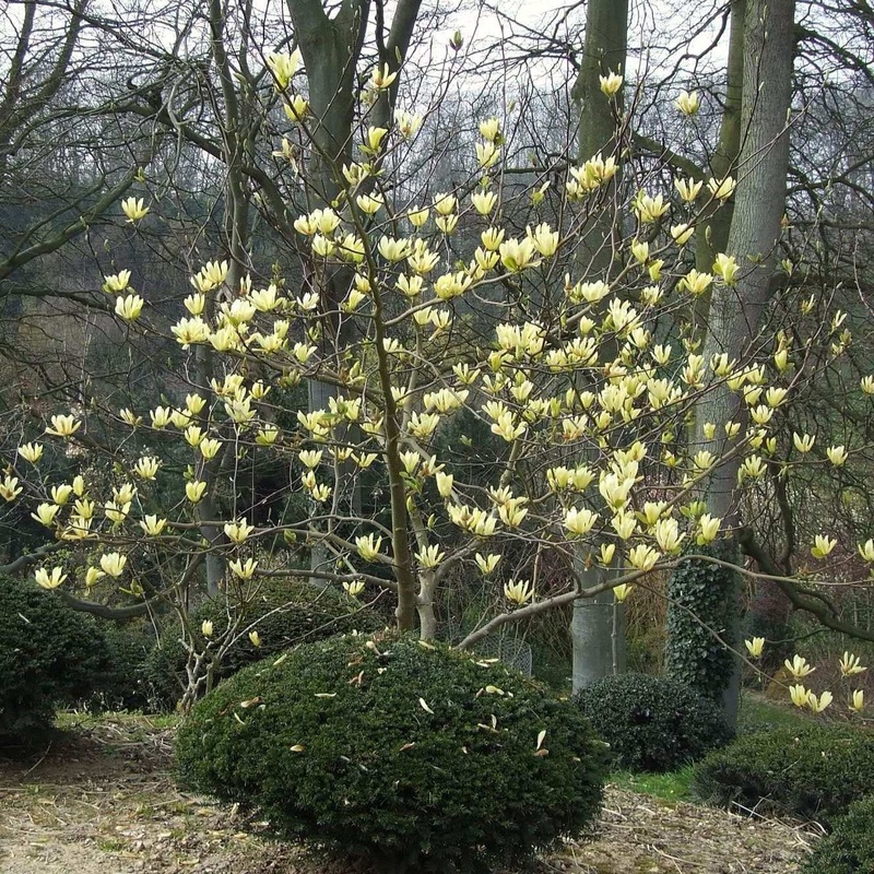 Magnolia ‘Butterflies’