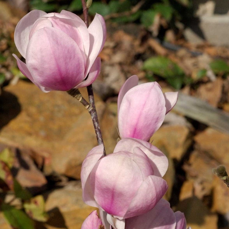 Magnolia denudata ‘Festirose’