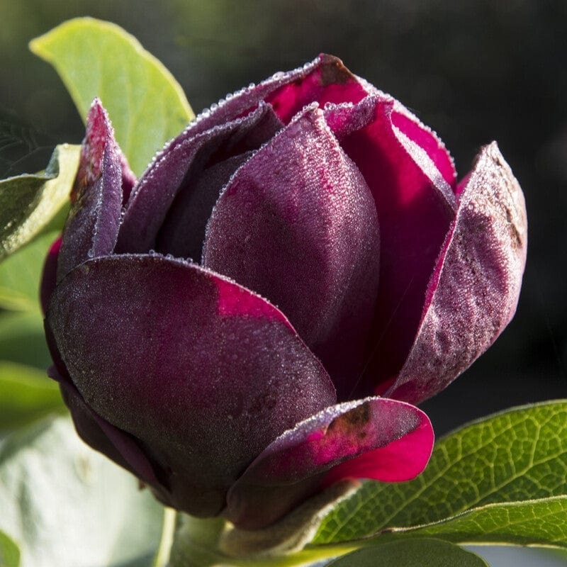 Magnolia ‘Genie’