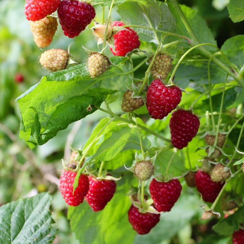 ‘Malling Jewel’ Raspberry Plants