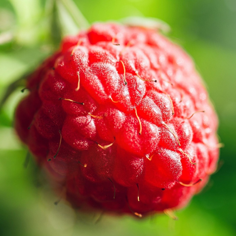 ‘Malling Minerva’ Raspberry Plants