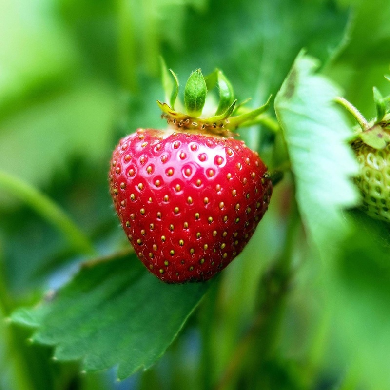 ‘Mara Des Bois’ Strawberry Plants 3 Premium Plants in 9cm Pots