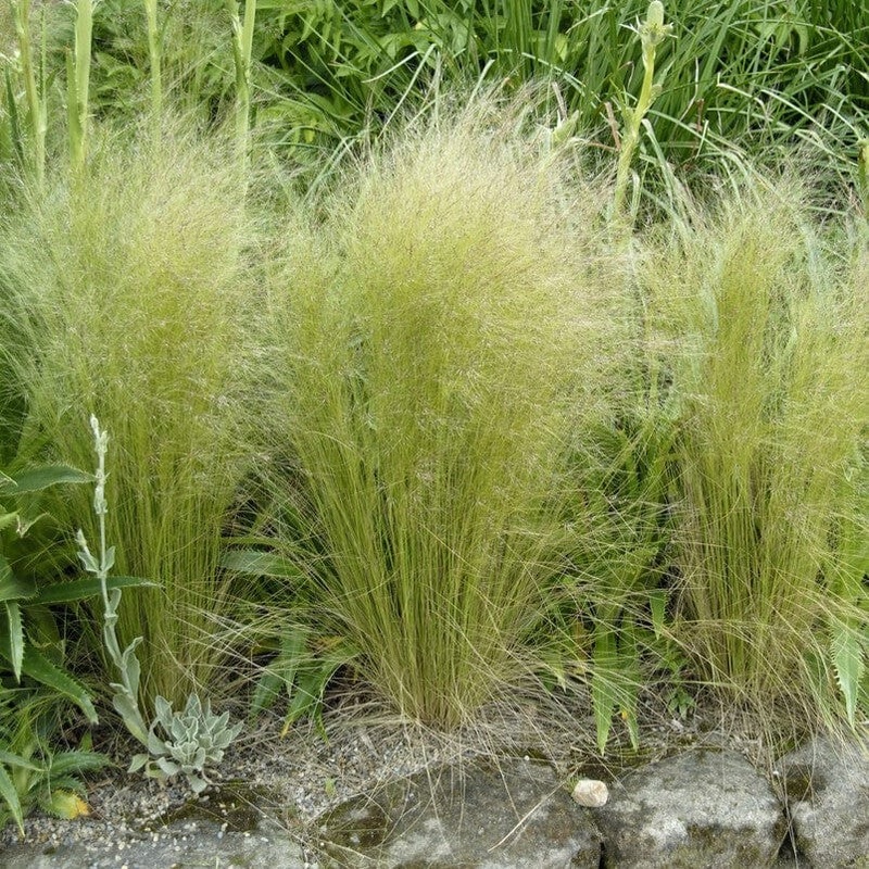 Mexican Feather Grass | Stipa tenuissima