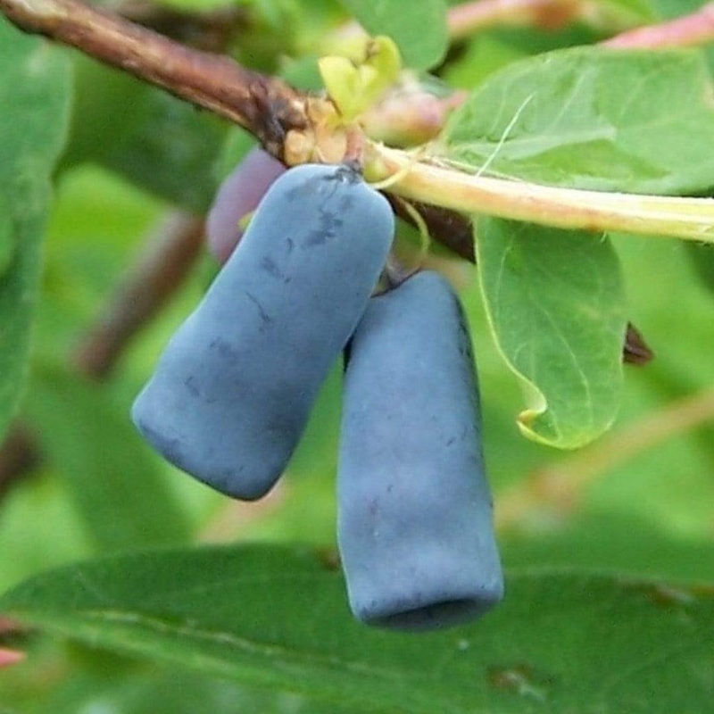 ‘Morena’ Honeyberry Bush Plant in a 3L Pot