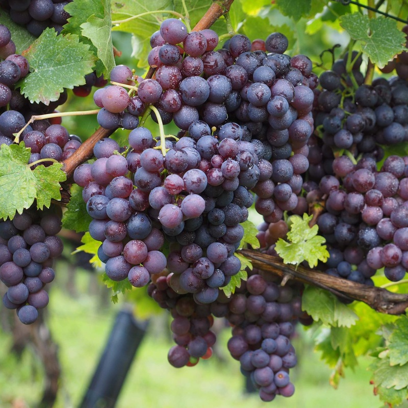 ‘Muscat Bleu’ Grape Vine Vine in a 3L Pot