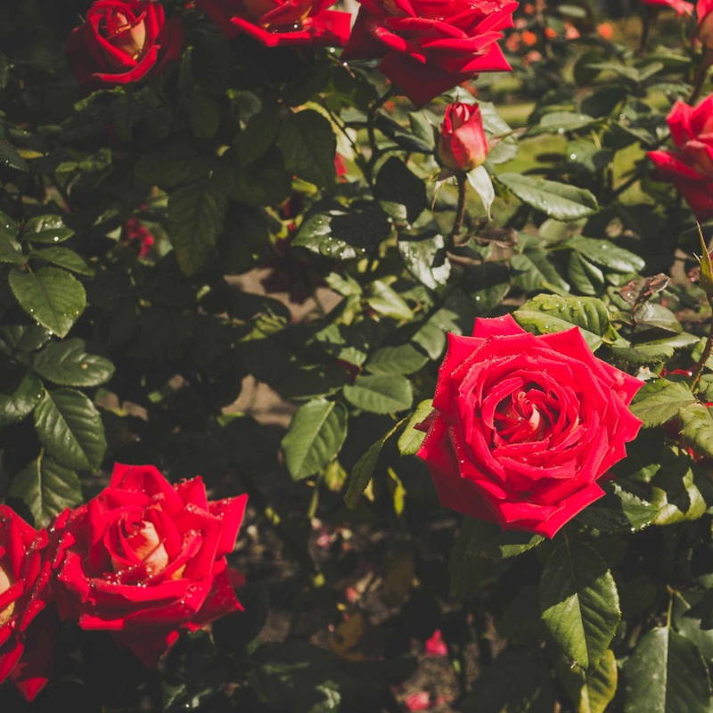 ‘My Valentine’ Hybrid Tea Rose