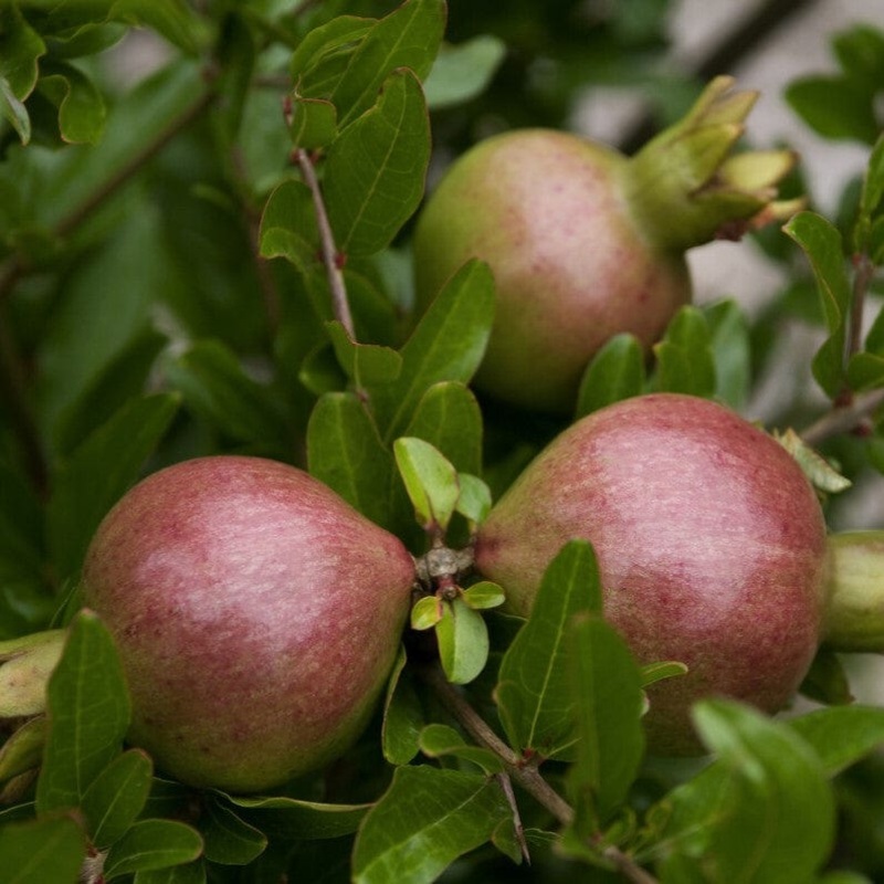 ‘Nana’ Patio Pomegranate Tree