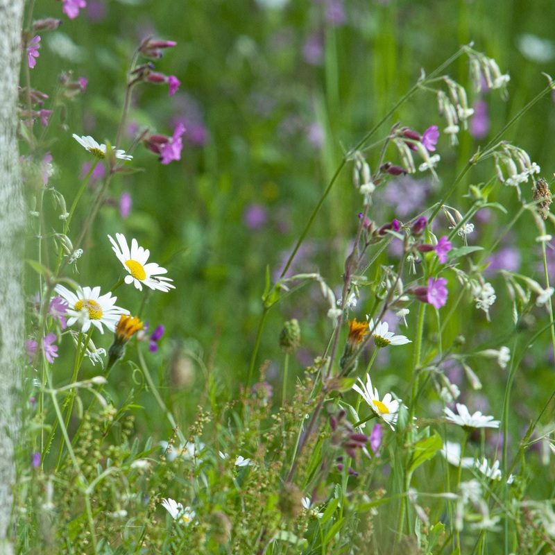 Native British Wildflower Meadow Plants