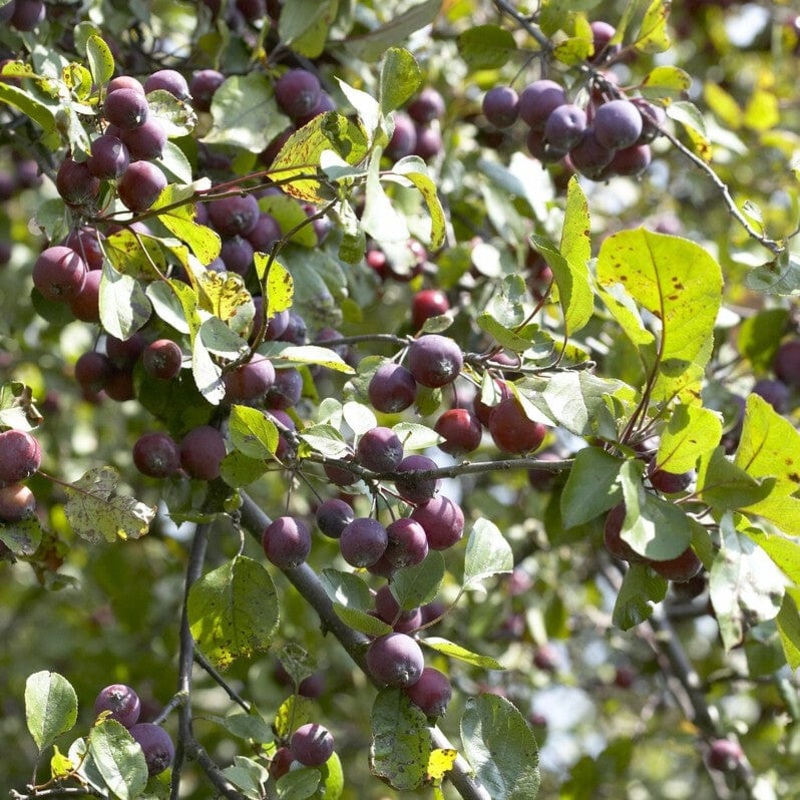 ‘Neville Copeman’ Purple Crabapple Tree