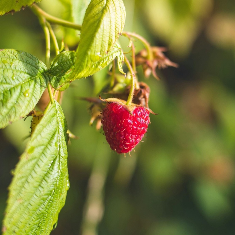 ‘Octavia’ Long Cane Raspberry Plant