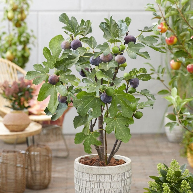 ‘Osborn’s Prolific’ Fig Tree Plant in a 3L Pot