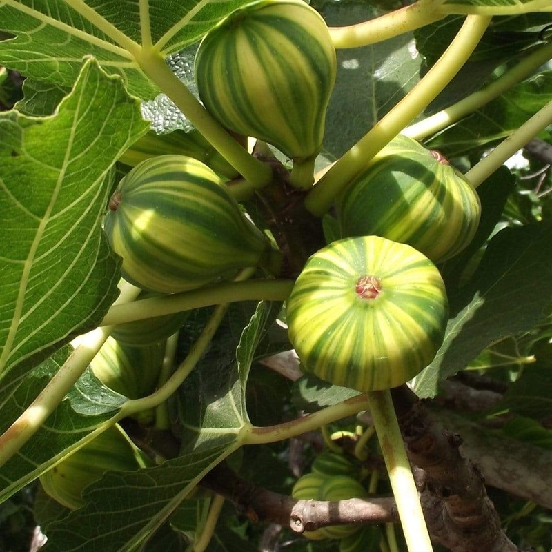 ‘Panache’ Fig Tree Plant in a 3L Pot