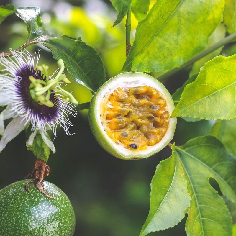 Passion Fruit Plant | Passiflora edulis Plant in a 2L Pot