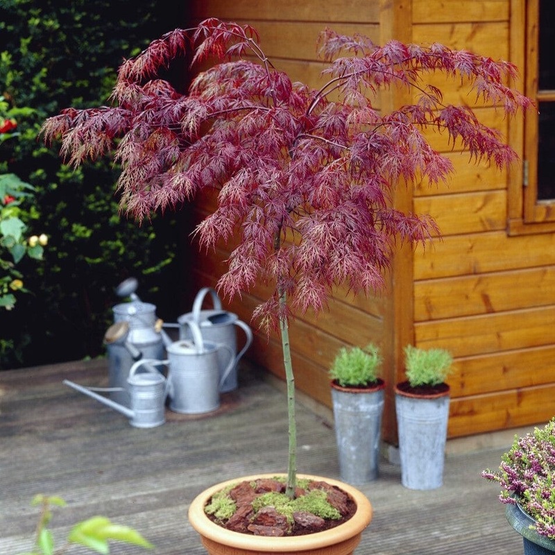 Patio Acer Tree | Acer palmatum ‘Inaba-shidare’