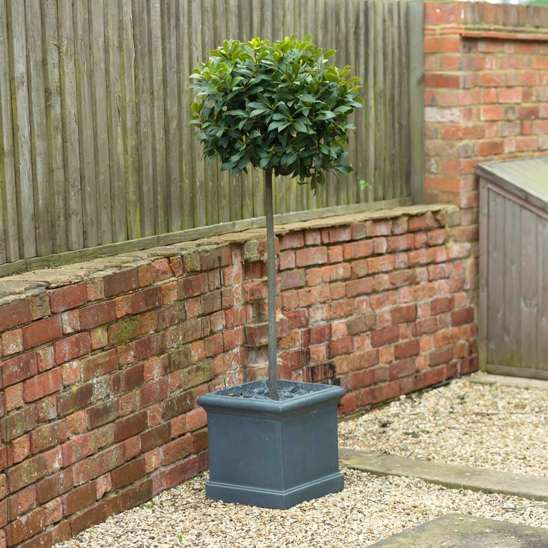 Patio Bay Tree | Laurus nobilis ‘Bay Junior’