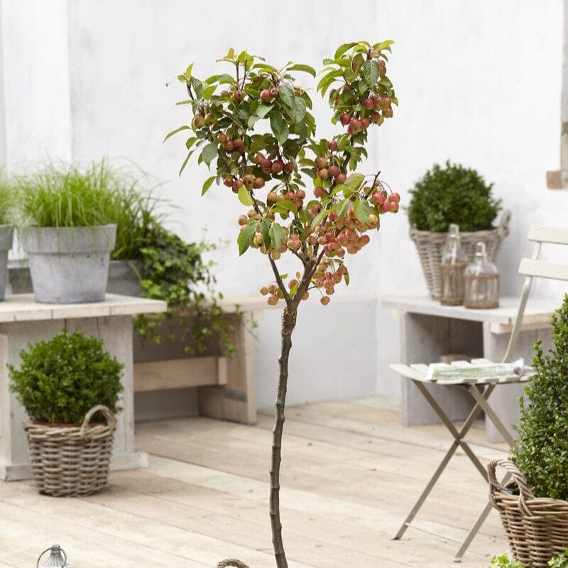 Patio Crabapple Tree | Malus ‘Evereste’