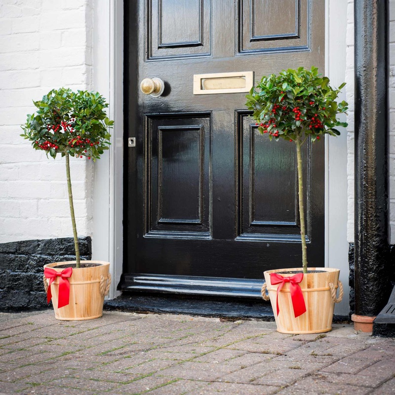 Patio Holly Tree | Ilex aquifolium ‘Alaska’