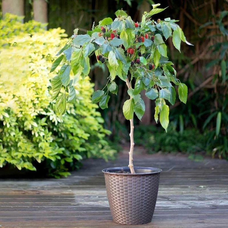 Patio Mulberry Tree | Morus rotundiloba ‘Mojo Berry’