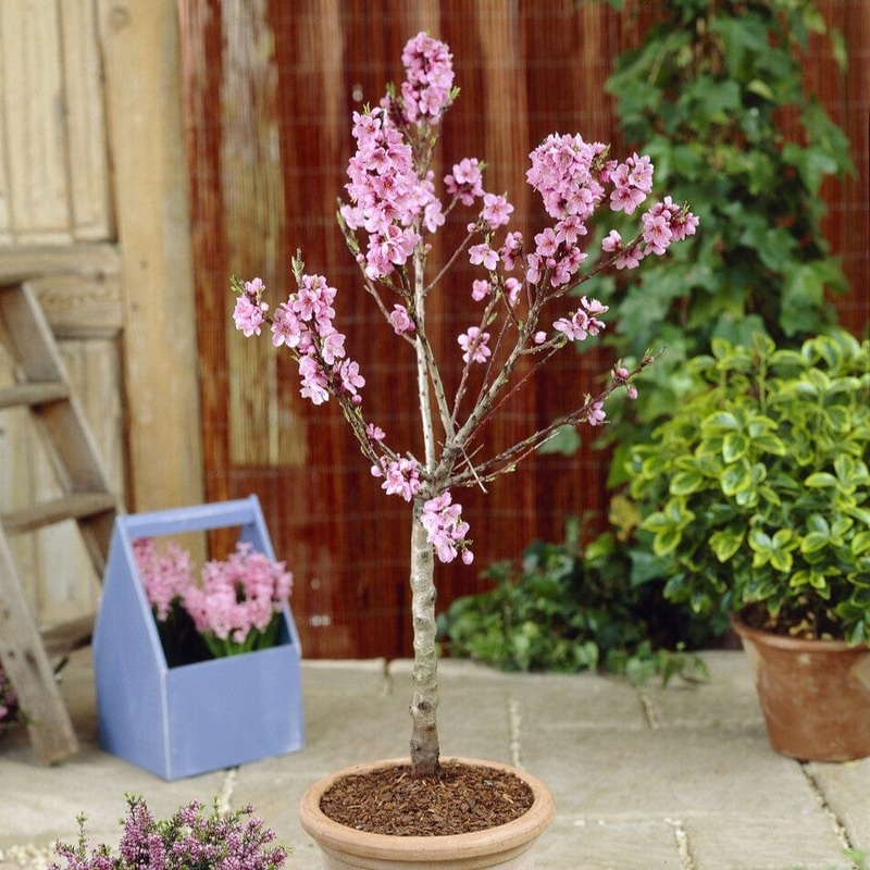 Patio Peach Tree | Prunus persica ‘Pink Peachy’