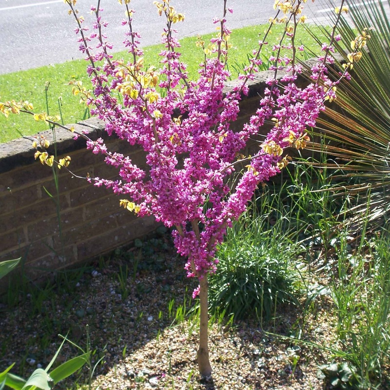 Patio Redbud Tree | Cercis chinensis ‘Avondale’
