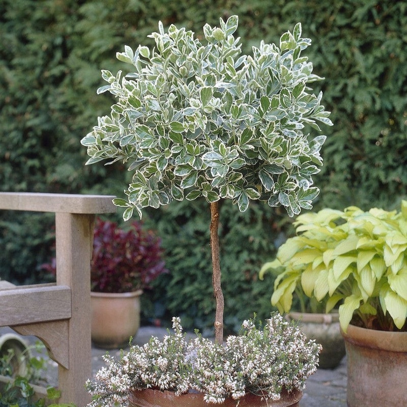 Patio Spindle Tree | Euonymus fortunei ‘Emerald Gaiety’