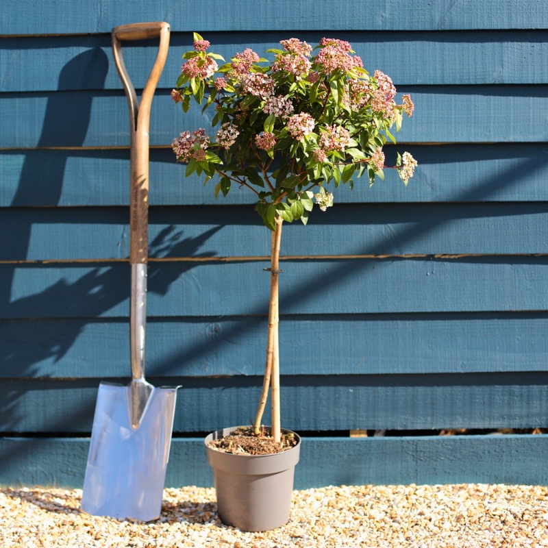 Patio Viburnum Tinus Tree | Laurustinus