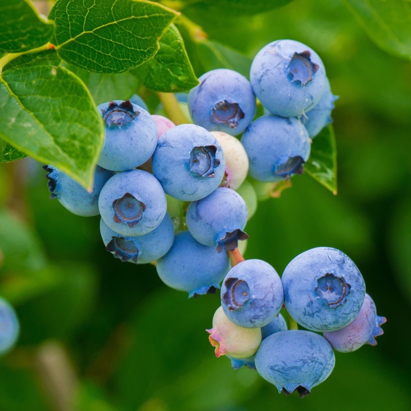 ‘Patriot’ Blueberry Bush Plant in a 3L Pot