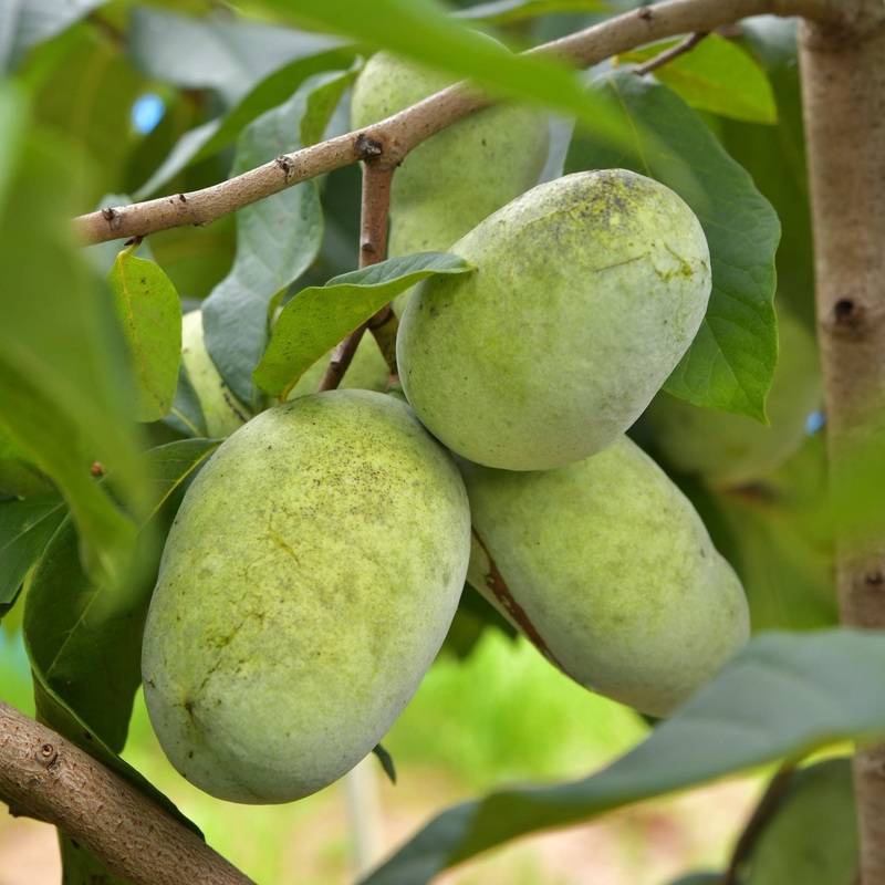 Paw-Paw Plant | Asimina triloba Plant in a 3L Pot