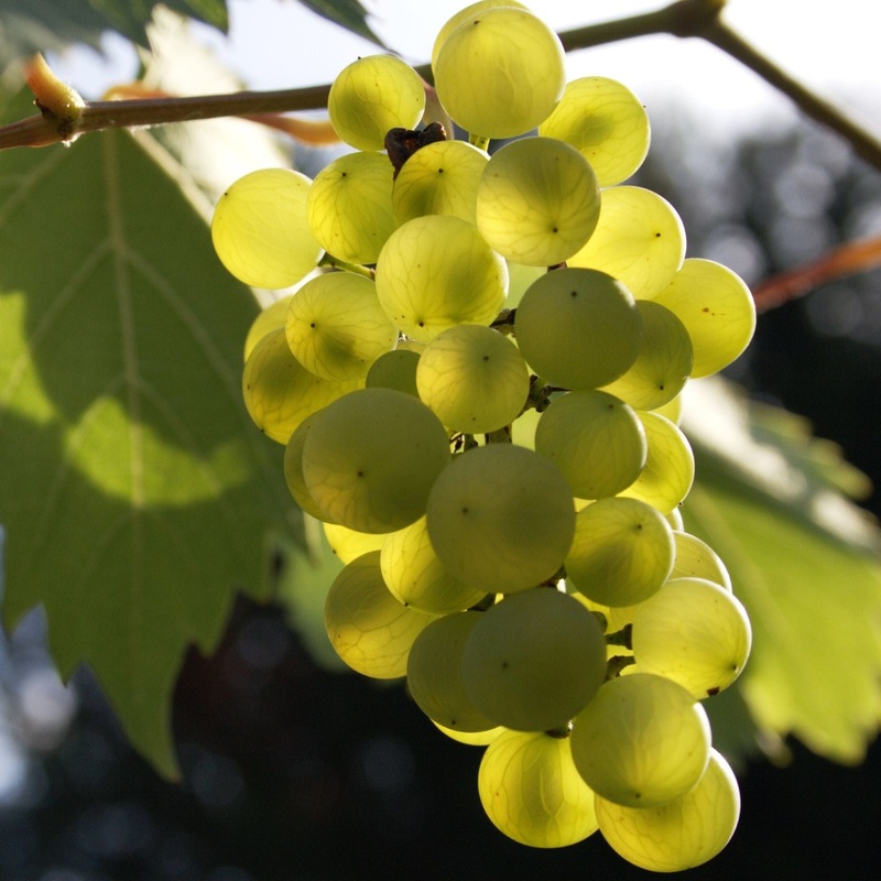 ‘Phoenix’ Outdoor Grape Vine Vine in a 3L Pot