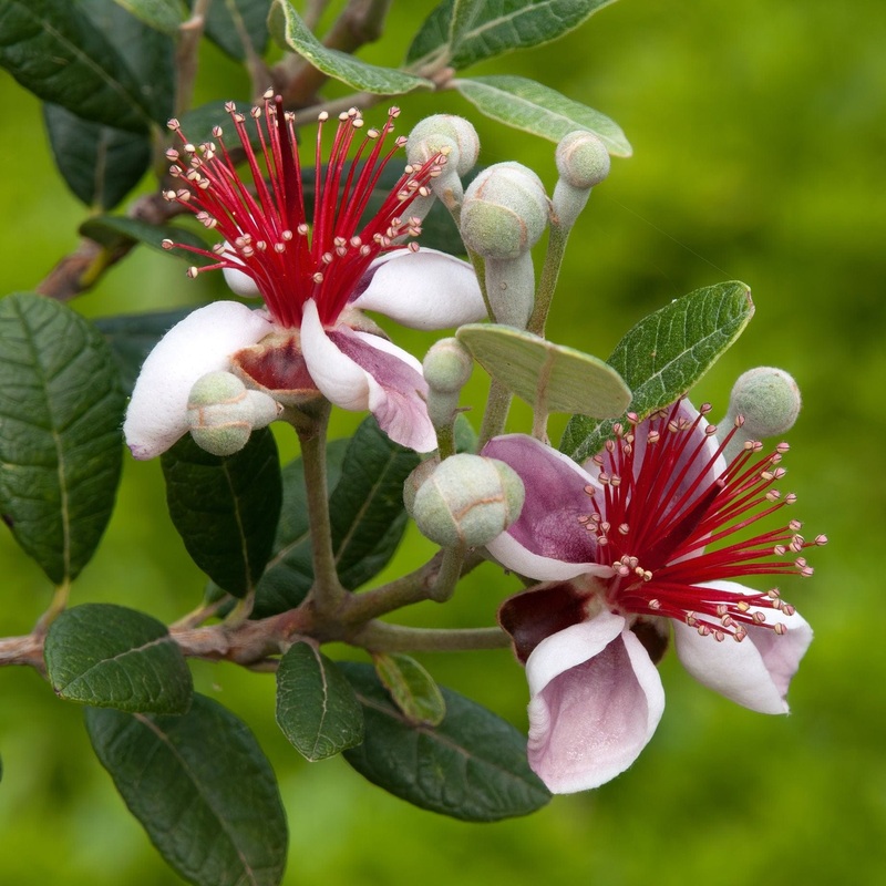 Pineapple Guava Plant | Feijoa sellowiana Plant in a 3L Pot