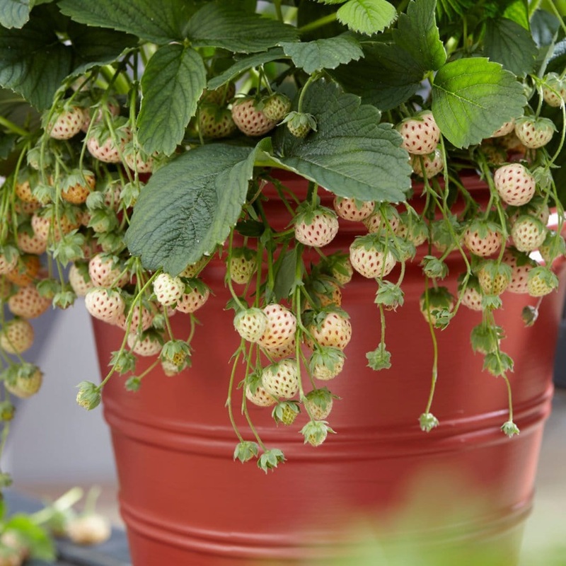 ‘Pineberry’ Strawberry Plants 3 Premium Plants in 9cm Pots